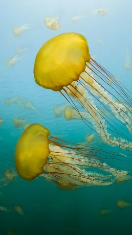 La redoutable m&eacute;duse tueuse