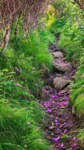 飘落的杜鹃花瓣铺在Grassy Ridge Bald山的小径上，北卡罗莱纳州皮斯加国家森林