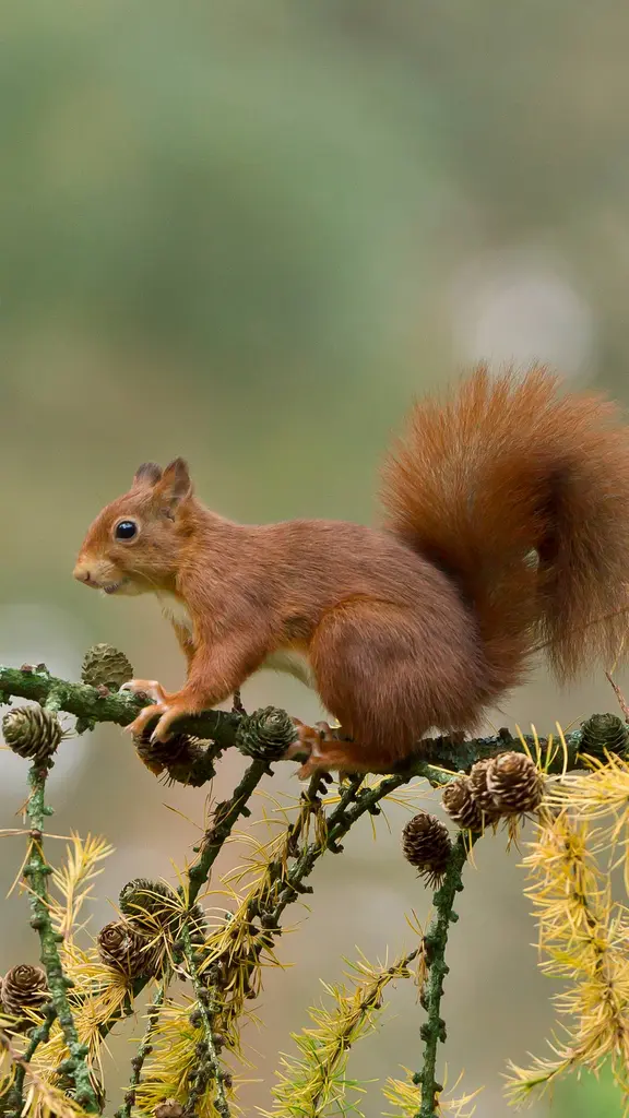 Contos do topo das &aacute;rvores