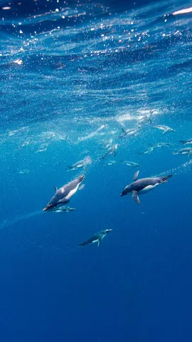 &iexcl;Macarrones congelados!