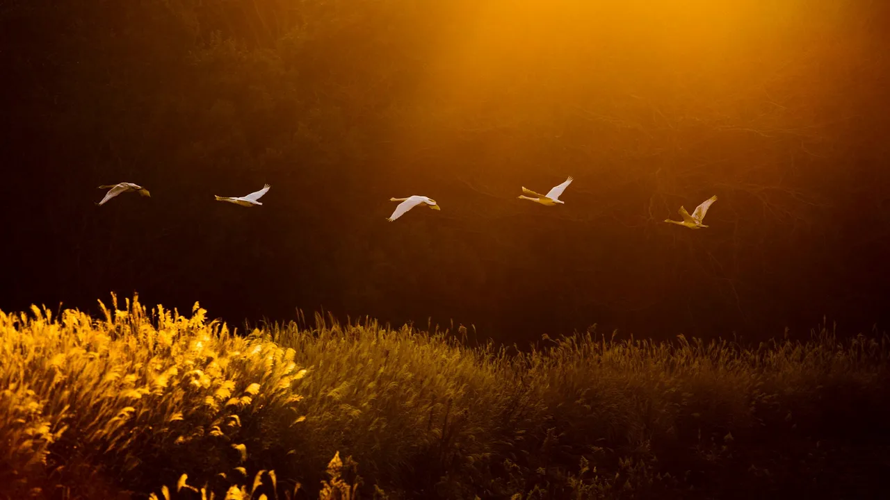 Whooper swans, Kotoku Pond, Japan