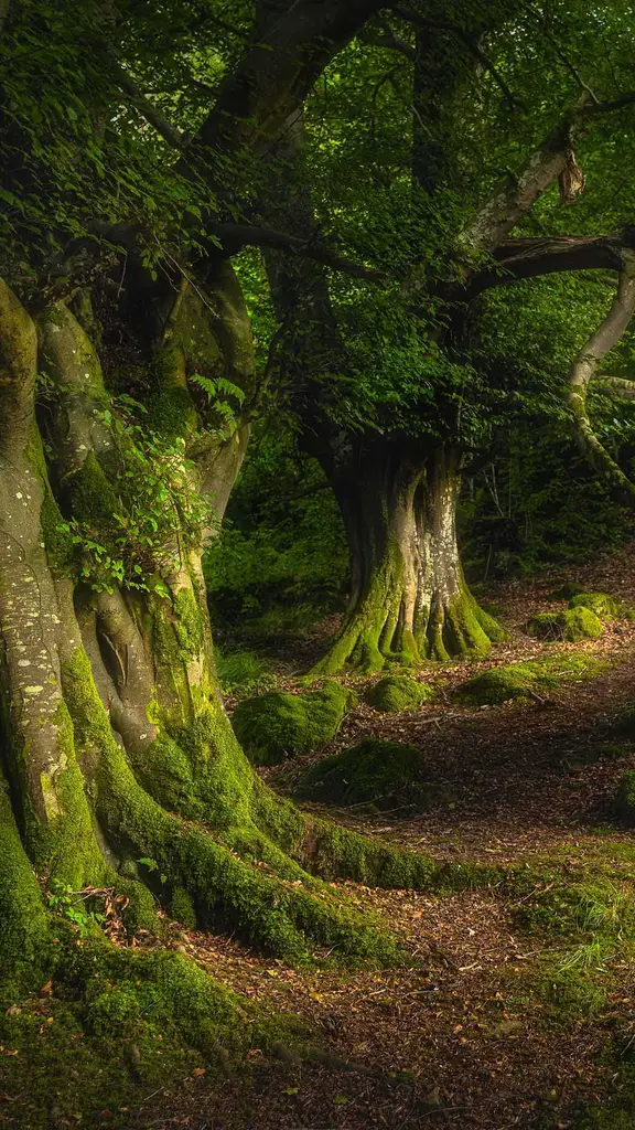 'Wood' you believe this view?