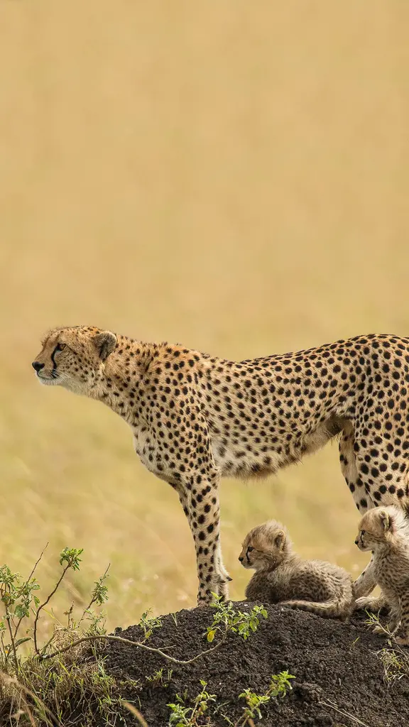 Schnelle, souver&auml;ne, s&uuml;&szlig;e Katzen der Wildnis