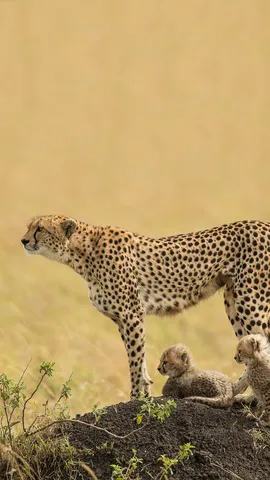 Le f&eacute;lin le plus rapide du monde !