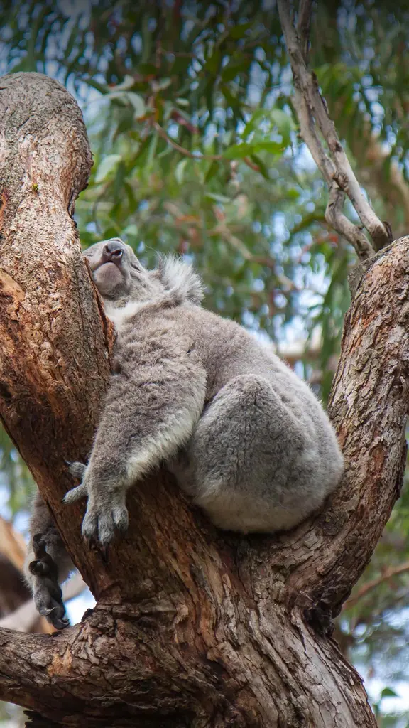 Quem dorme bem, vive melhor