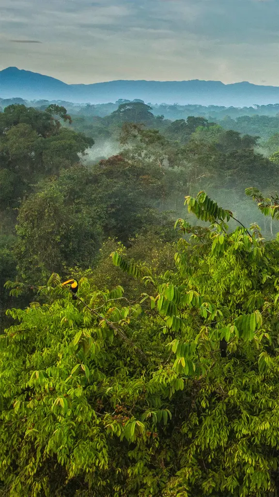 La Selva生物站热带雨林树冠上的黑嘴巨嘴鸟，哥斯达黎加