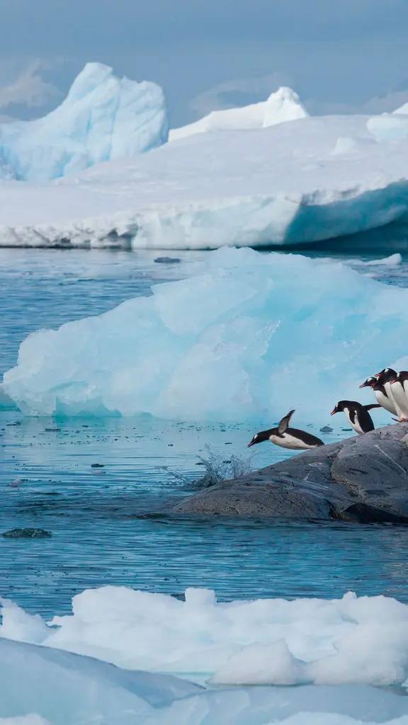 Springer und Taucher