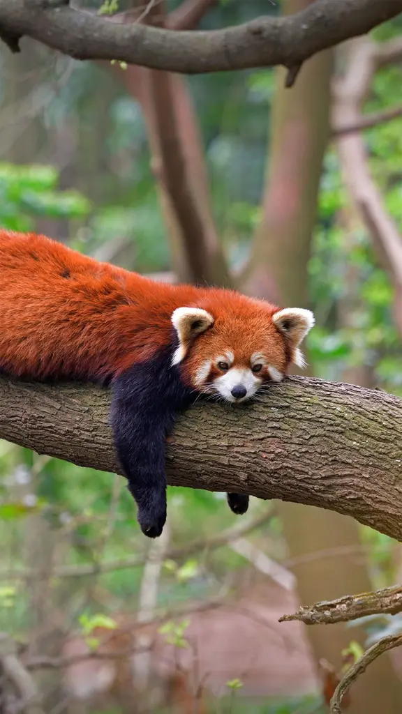 四川成都熊猫基地的小熊猫