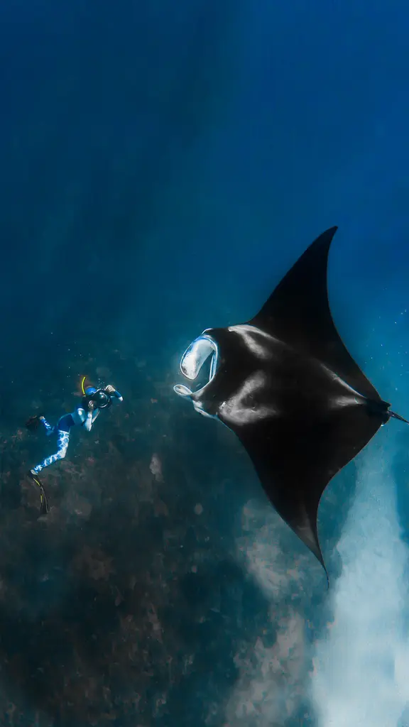 巨型海洋蝠鲼和摄影师，澳大利亚宁格罗海岸