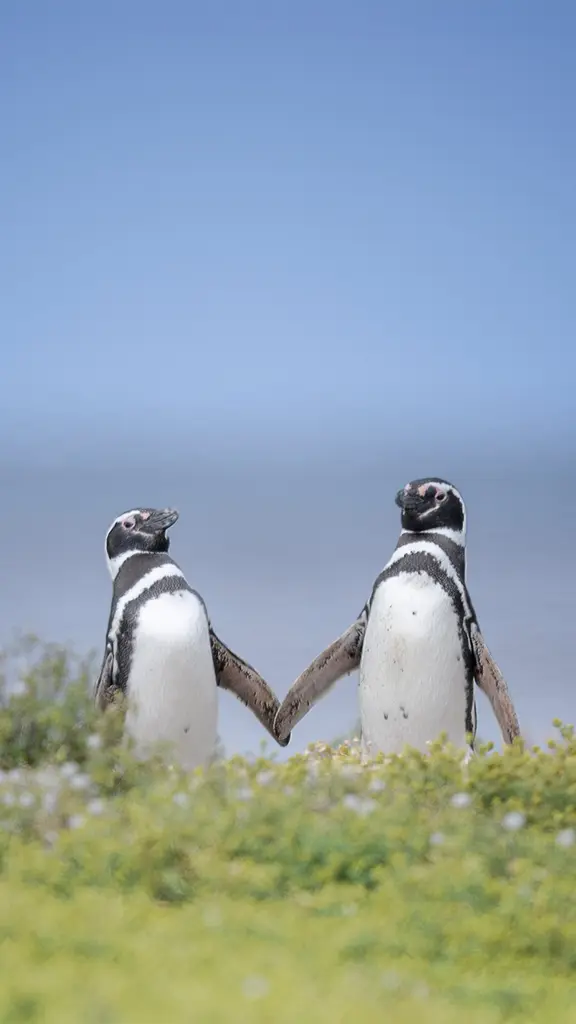 Regardez ces tourtereaux