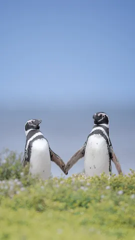 Look at these lovebirds