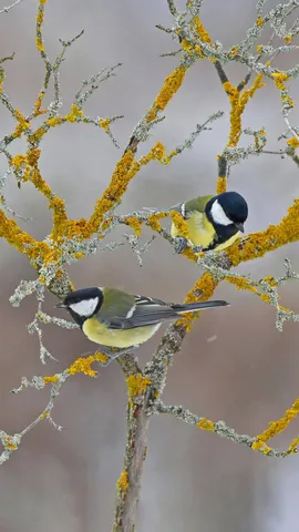 冬天树枝上的大山雀，法国