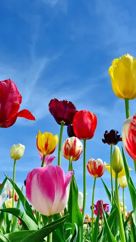 米斯巴赫的郁金香田，德国巴伐利亚州