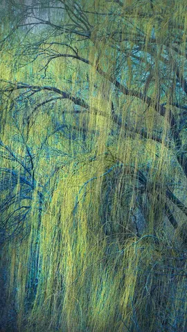 早春里的柳枝，明尼苏达州