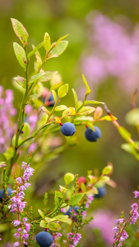 Una dosis de antioxidantes