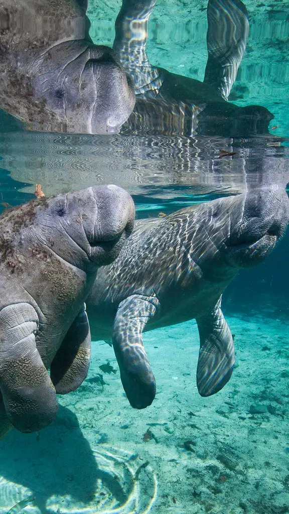 Sereias ou vacas do mar?