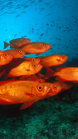 Les yeux des abysses