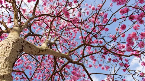 Sombra fresca e cores vivas