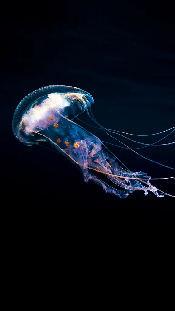 Jellyfish swimming in the Pacific, Guerrero, Mexico