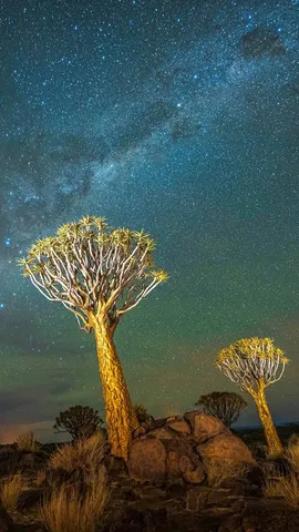Quiver trees at night with the Milky Way, Keetmanshoop, Namibia