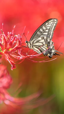 Asian swallowtail butterfly on a red spider lily