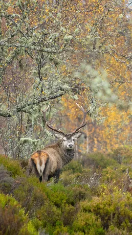 El coraz&oacute;n de Escocia
