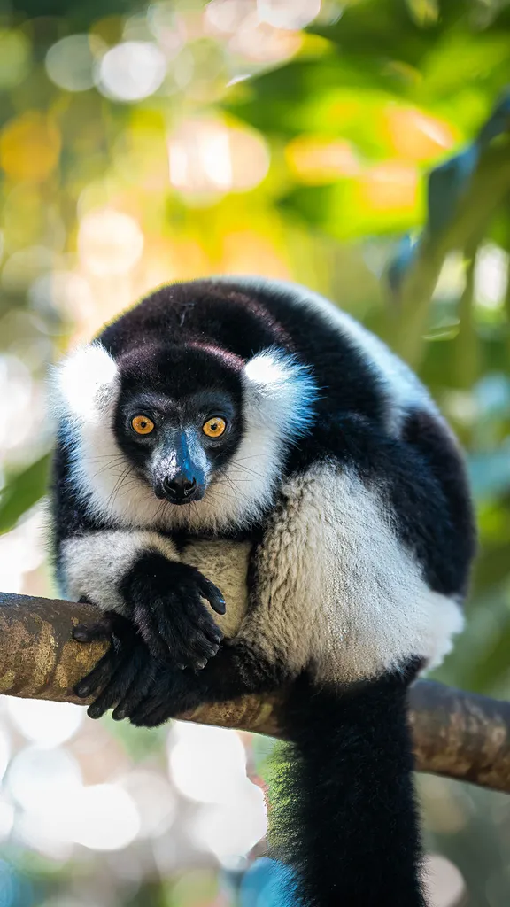 Black-and-white ruffed lemur in Madagascar