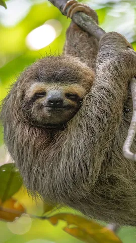 Guarda come dondolo...