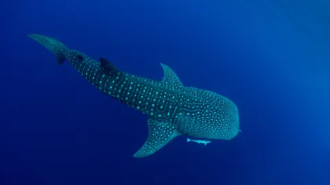 Being gentle to the giants