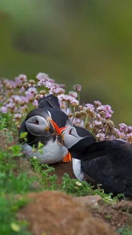 春天是接吻的季节