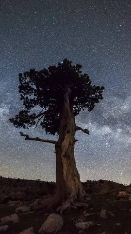 Si chiama Pino... ma non &egrave; tuo cugino!