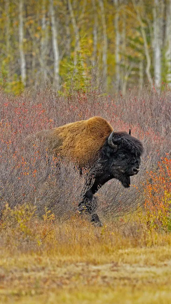 加拿大西北部的一头美洲野牛