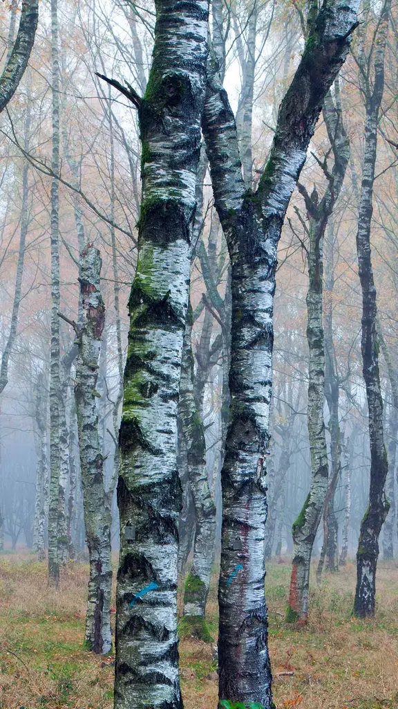 H&ouml;ren Sie den Wald fl&uuml;stern?