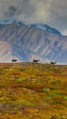 德纳利国家公园和自然保护区的驯鹿，阿拉斯加