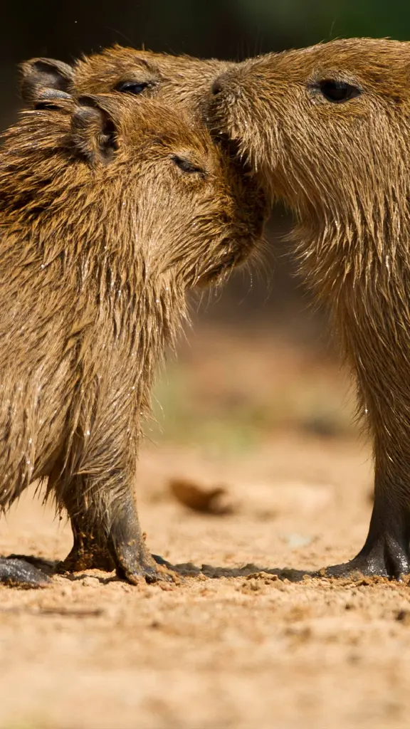 Capivaras: os Reis da Pregui&ccedil;a!