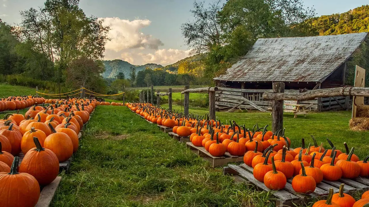 Herbstzauber in Orange