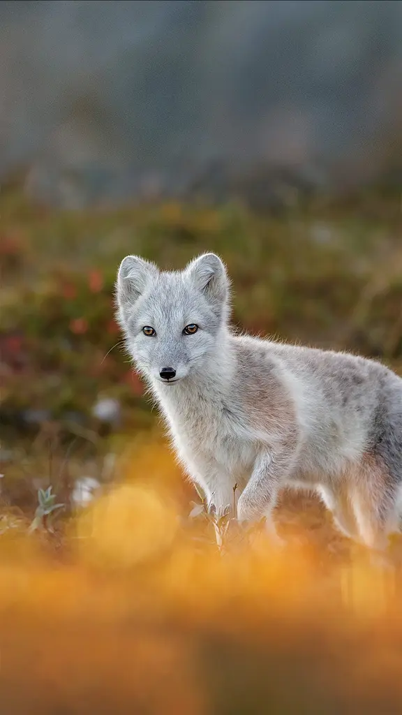 北极狐，挪威多弗勒山-松达尔国家