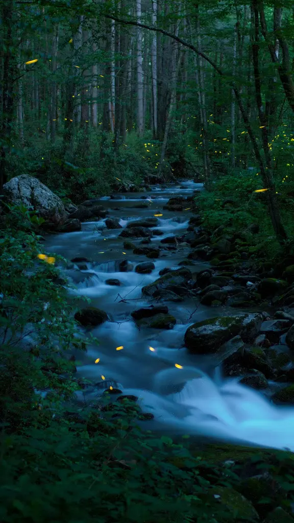 Brilha brilha, bichinhos