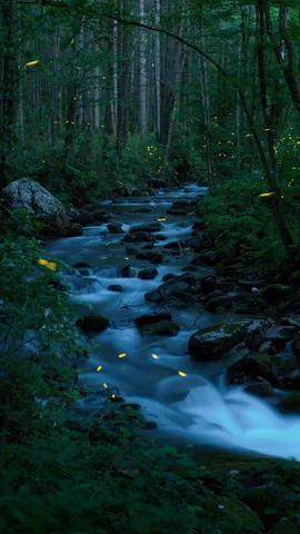 Twinkle twinkle, little bugs