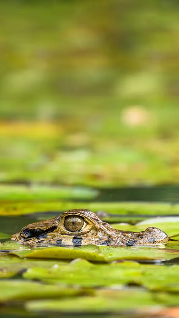 Life is good in the swamp