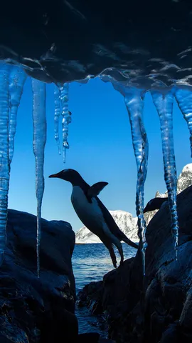 Gentoo penguin, Petermann Island, Antarctica