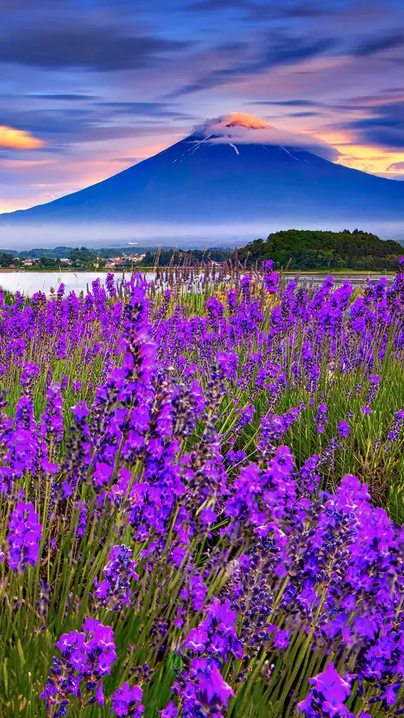 ラベンダーのシーズン