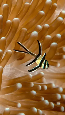 Nager comme un poisson dans l&rsquo;eau !