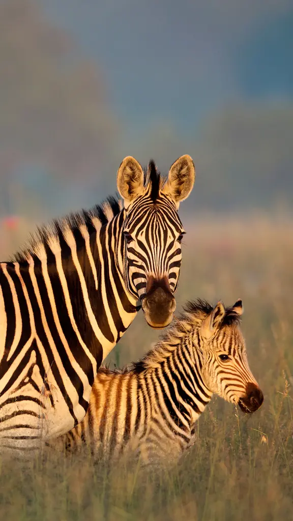 今日は国際シマウマの日