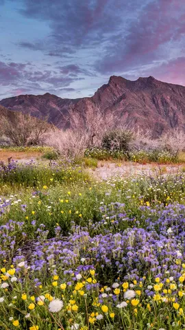 花々が咲き誇る砂漠