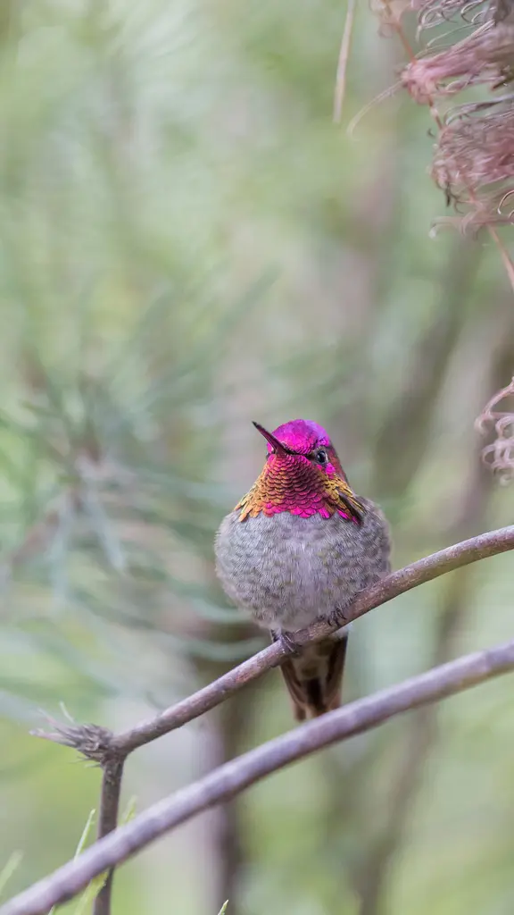 &iquest;Qu&eacute; flor picar&aacute; hoy?
