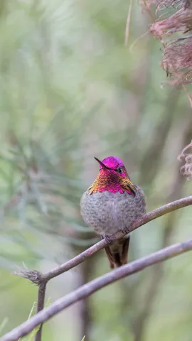 &iquest;Qu&eacute; flor picar&aacute; hoy?