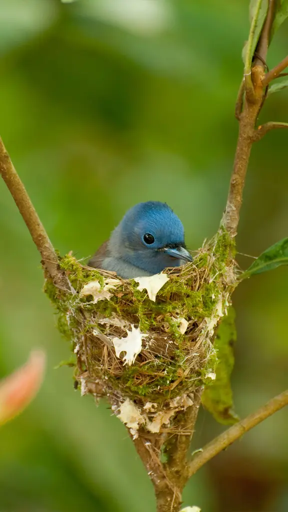 Bunt gefiederter Freund