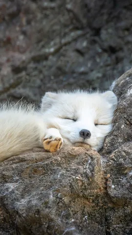 Arctic fox sleeping