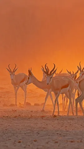 埃托沙国家公园内一处水坑附近的跳羚，纳米比亚